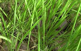 Sacrificial grass(Desmostachya bipinnata (L.) Stapf)